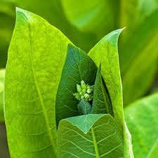 Spinach Leaf Absolute Oil